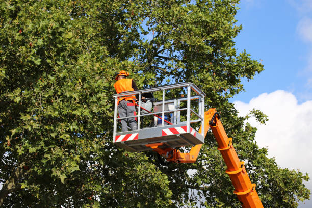 Best Seasonal Cleanup (Spring/Fall)  in Syracuse, UT