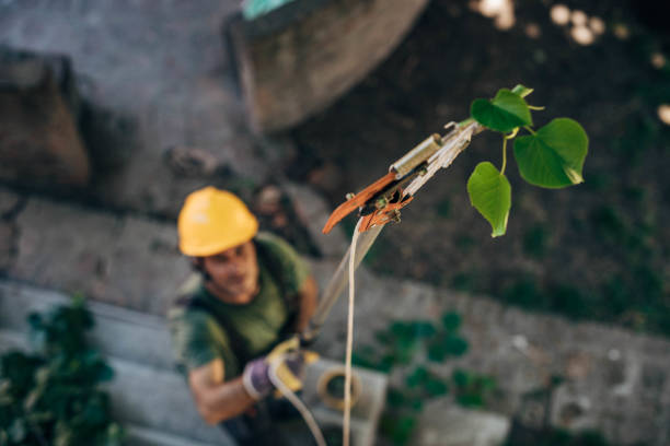 How Our Tree Care Process Works  in  Syracuse, UT