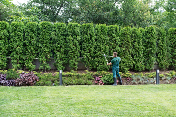 Best Leaf Removal  in Syracuse, UT