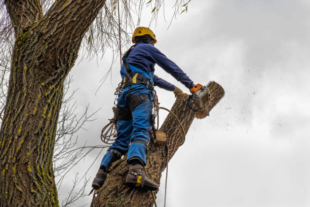 Best Tree Mulching  in Syracuse, UT